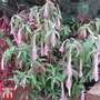 Rostrinucula dependens 'Happy Cascade'
