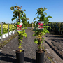 Raspberry 'Zeva Herbsternte' (Autumn Fruiting)