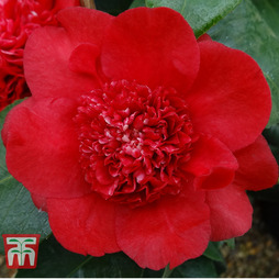 Camellia x williamsii 'Ruby Wedding'