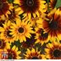 Rudbeckia 'Sputnik' (Kelvedon Star) - Seeds