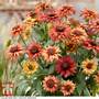 Rudbeckia 'Enchanted Embers'