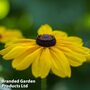 Rudbeckia hirta 'Marmalade' - Easy Grow Seed Range