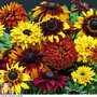 Rudbeckia 'All Sorts Mixed'