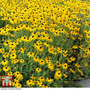 Rudbeckia fulgida var sullivantii 'Goldsturm'