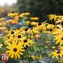 Rudbeckia fulgida var sullivantii 'Goldsturm' - Plug Plants