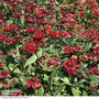Rudbeckia hirta 'Cherry Brandy' - Seeds