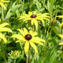 Rudbeckia fulgida var. deamii