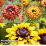 Rudbeckia Enchanted Collection
