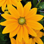Rudbeckia x hybrida 'Summerdaisy's Golden Sun'