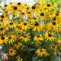 Rudbeckia fulgida 'Little Goldstar'