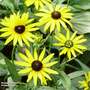 Rudbeckia fulgida 'Viettes Little Suzy'