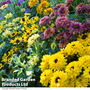 Rudbeckia Summerdaisy Collection
