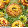 Rudbeckia 'Enchanted Nightfall'