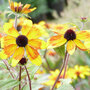 Rudbeckia triloba 'Prairie Glow'