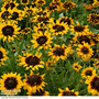 Rudbeckia 'Sputnik' (Kelvedon Star) - Seeds