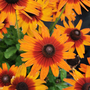 Rudbeckia 'Summerdaisy's Orange Bicolour'