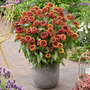 Rudbeckia 'Enchanted Velvet Flame'