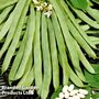 Runner Bean 'White Emergo' - Organic Seeds