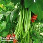 Runner Bean 'Firestorm' - Seeds