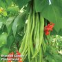 Runner Bean 'Firestorm' - Seeds