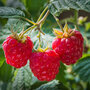 Raspberry 'Heritage' (Autumn fruiting)