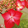 Hydrangea macrophylla 'Red Bull'