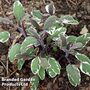 Sage 'Tricolour'
