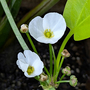 Sagittaria graminea (Marginal Aquatic)