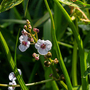 Sagittaria sagittifolia (Marginal Aquatic)