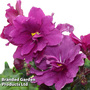 Saintpaulia 'Jolly Texan'
