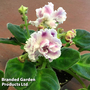 Saintpaulia 'Rs-Gertsoginya'