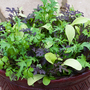 Salad Leaves 'Bright and Spicy' - Seeds