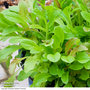 Salad Leaves 'Mesclun' Mixed - Seeds