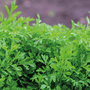 Salad Leaves 'Polycress' - Seeds