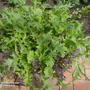 Salad Leaves 'Speedy' - Start-A-Garden? Seed Range