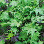 Salad Leaves 'Speedy' - Start-A-Garden? Seed Range