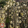 Salix caprea 'Kilmarnock'