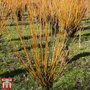 Scarlet Willow (Hedging)