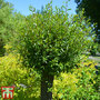 Scarlet Willow (Hedging)