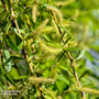 Golden Weeping Willow (Mature Tree)