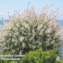 Salix integra 'Hakuro-nishiki'