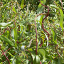 Salix x sepulcralis 'Scarlet Curls'