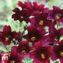 Salpiglossis sinuata 'Black Trumpets' - Seeds