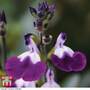 Salvia 'Amethyst Lips'