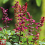 Salvia 'Strawberry Lake'