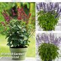 Salvia Lake Collection