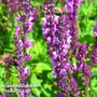 Salvia x sylvestris Rose Queen