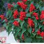 Salvia splendens 'Blaze of Fire'