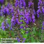 Salvia nemorosa 'Marcus'