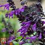 Salvia 'Amistad'